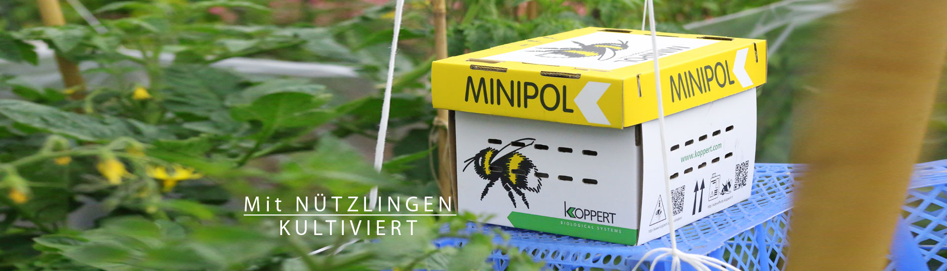 Gärtnerei Ganger | Genuss | Gemüse | Obst | Pflanzen | Floristik